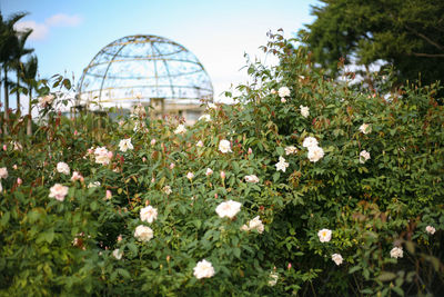 Close-up of flowering plants on field