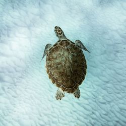 High angle view of turtle swimming in sea