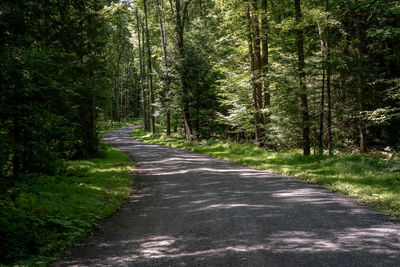 Road amidst trees in forest