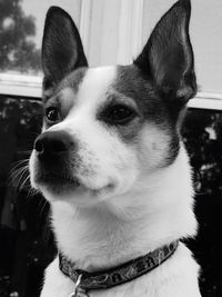 Close-up portrait of dog