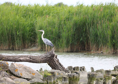 Bird perching on driftwood against lake