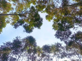 Low angle view of trees against sky