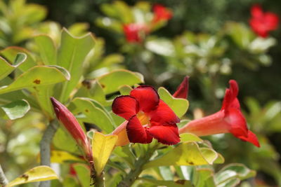 Close-up of red trumpetflowers blooming at park