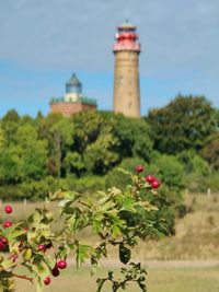 Red flowering plant against clear sky