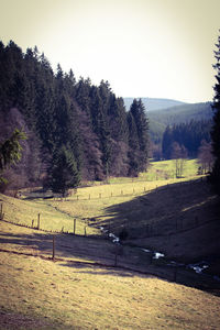 Scenic view of trees against clear sky