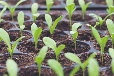 Close-up of plants growing on field