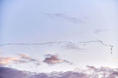 Low angle view of birds flying in sky