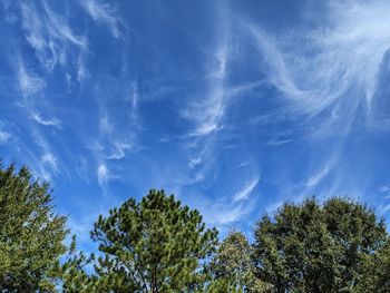 Low angle view of trees against blue sky