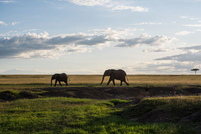 Two african elephants walking in the savannah