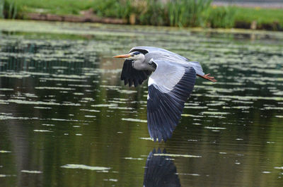 Grey heron flying over lake