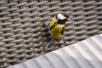 Close-up of bird perching on metal