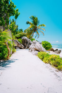 Scenic view of palm trees by sea against clear sky