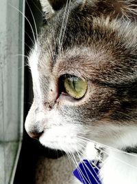 Close-up portrait of cat