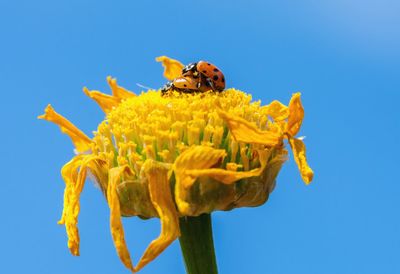 Bee pollinating flower