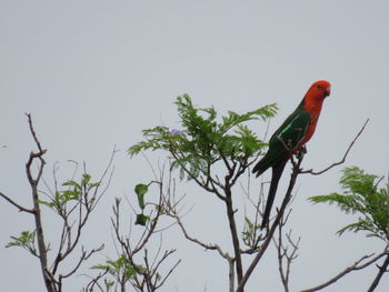 Low angle view of bird perching on tree against sky