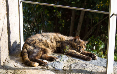 Close-up of cat sleeping outdoors