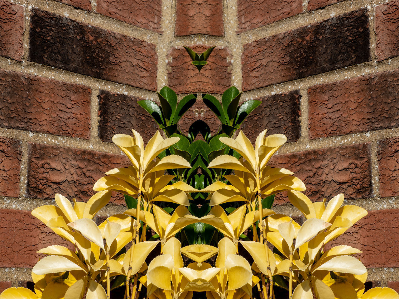 CLOSE-UP OF YELLOW FLOWERING PLANTS AGAINST WALL