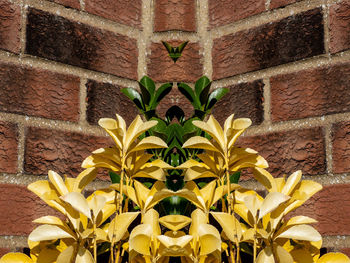 Close-up of yellow flowering plant against wall