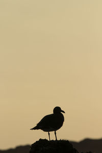 Silhouette bird perching on a rock