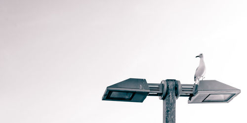 Low angle view of bird perching against clear sky