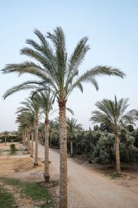 Palm trees on field against clear sky