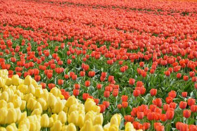 Full frame shot of red tulips on field