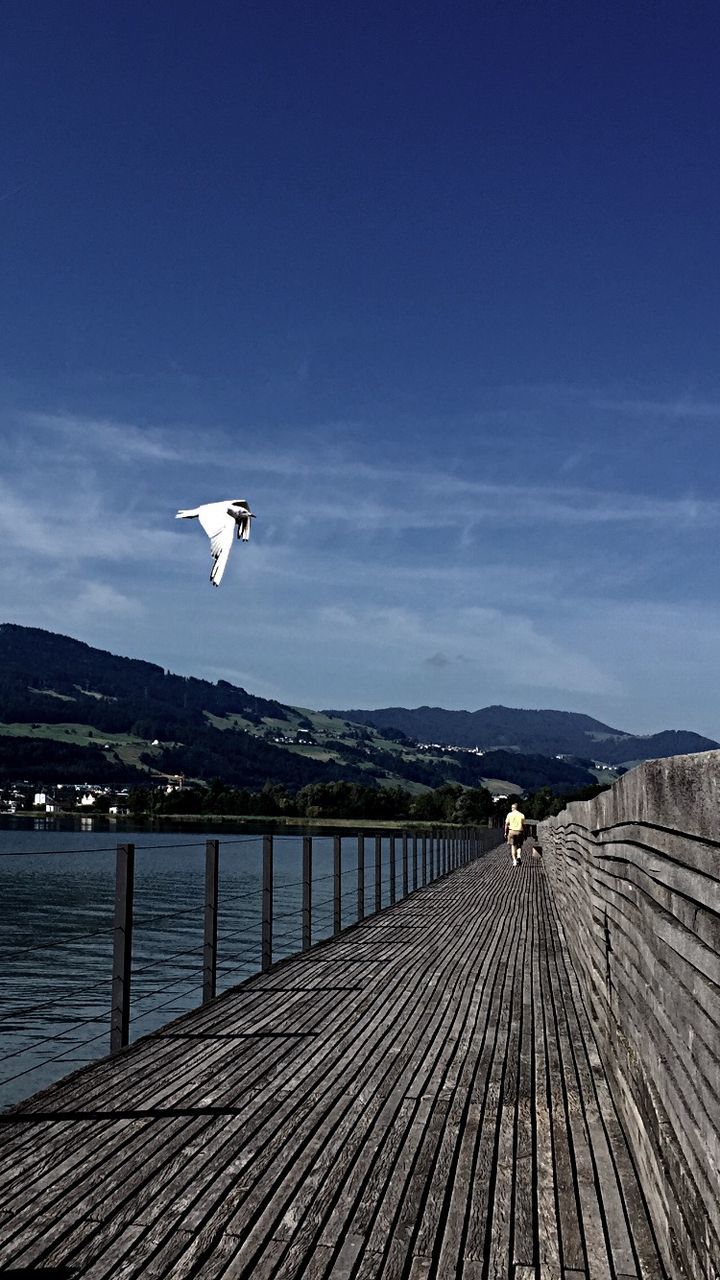 bird, flying, animal themes, seagull, water, animals in the wild, wildlife, built structure, sky, architecture, one animal, sea, building exterior, mid-air, spread wings, railing, blue, river, nature, outdoors