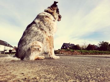 Side view of a cat against sky