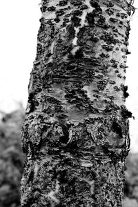 Close-up of lichen on tree trunk