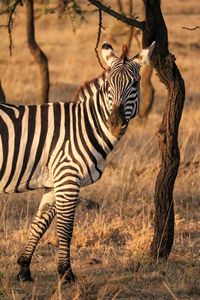Zebras standing in a field