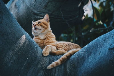 Low angle view of cat lying on branch