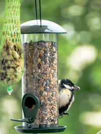 bird feeder