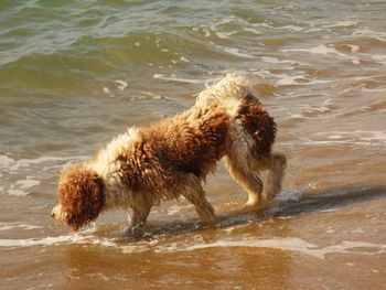 Spanish water dog in water