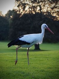 Close-up of bird on grass