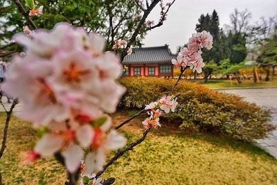 Cherry blossoms growing at park