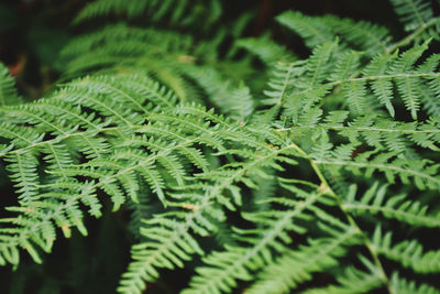 Close-up of fern leaves