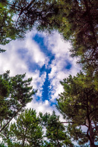 Low angle view of trees against sky