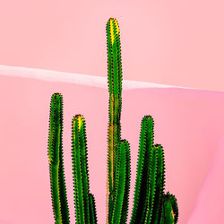 Close-up of cactus plant against wall