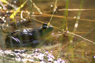 Frog in water at lakeshore