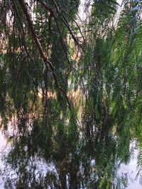 Low angle view of trees in forest