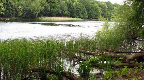 Scenic view of lake with trees in background