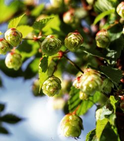 Close-up of flowering hop plant growing outdoors