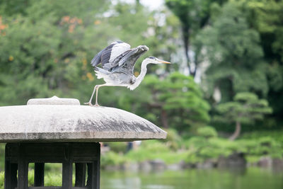 High angle view of gray heron