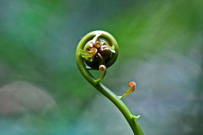 Close-up of flower bud growing on plant