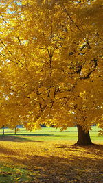 Trees in park during autumn