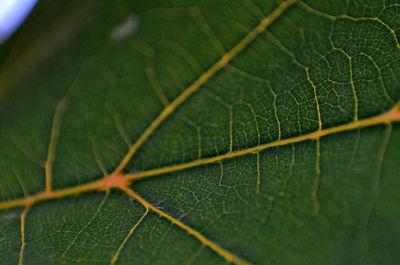 Extreme close up of leaf