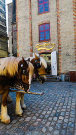 Horse in a street