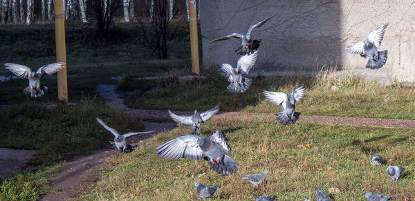 High angle view of birds flying over land