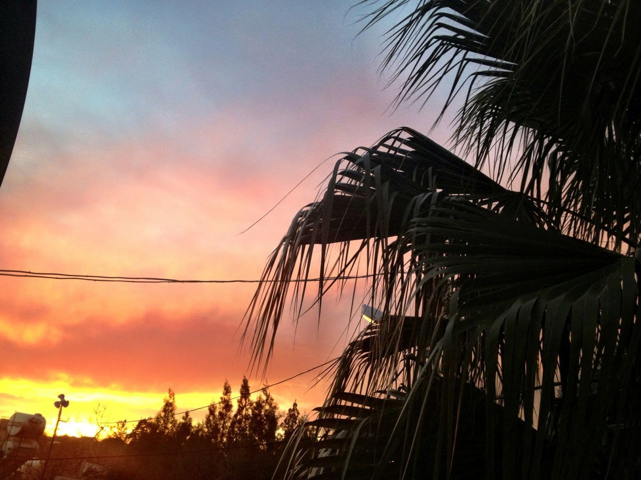 sunset, low angle view, sky, palm tree, architecture, built structure, building exterior, silhouette, tree, dusk, power line, cloud - sky, orange color, outdoors, cloud, no people, nature, cable, growth, electricity pylon