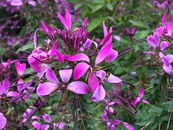 Close-up of pink flowering plant